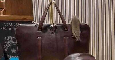 В витрине роскошного бутика Нью-Йорка на кожаном портфеле за $1000 разгуливала крыса - koronavirus.center - Украина - New York - Нью-Йорк - Нью-Йорк - New York