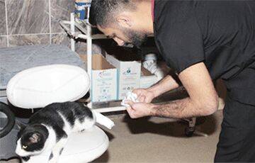 Поступок дня: в Турции кот сам пришел на прием к врачу - charter97.org - Белоруссия - Турция