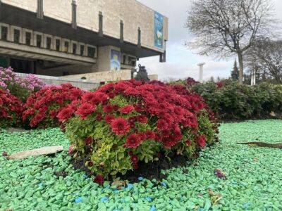 В Харькове появились осенние клубы из более чем 1000 кустов хризантем (фото) - objectiv.tv - Харьков