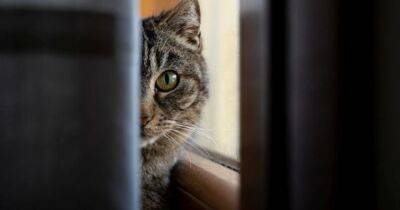 Усатые Шерлоки. Кошки хранят ДНК мест преступлений и могут помочь найти преступника - focus.ua - Украина - Австралия
