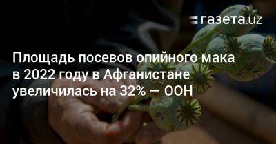 Площадь посевов опийного мака в 2022 году в Афганистане увеличилась на 32% — ООН - gazeta.uz - США - Узбекистан - Афганистан