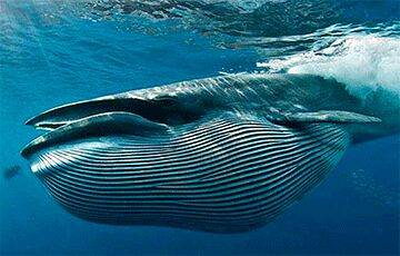 Ученые подсчитали, какое количество микропластика съедают синие киты - charter97.org - Белоруссия - шт. Калифорния