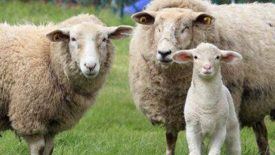 Отара овец по неизвестной причине без остановки ходила по кругу 12 дней - obzor.lt - Китай