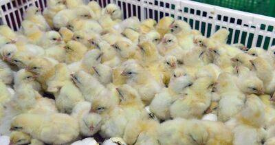Рынок мяса птицы в Таджикистане продолжает расти - dialog.tj - Таджикистан