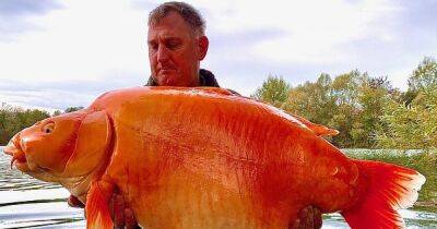 Во Франции - Возможно, установили мировой рекорд: во Франции поймали самую большую золотую рыбку (фото, видео) - focus.ua - Украина - Англия - Франция