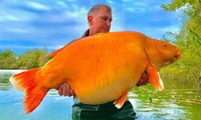У Франції спіймано одну з найбільших у світі золотих рибок (Фото) - lenta.ua - Украина - Франція