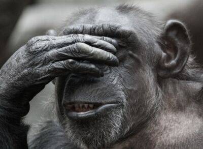 Джо Байден - Politico: ВОЗ может переименовать оспу обезьян по просьбе Белого дома - obzor.lt - США
