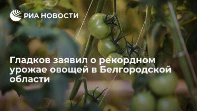 Вячеслав Гладков - Губернатор Гладков заявил о рекордном урожае овощей в Белгородской области - smartmoney.one - Белгородская обл.