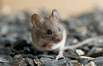 Ученые улучшили память мышей с помощью пищевой добавки из молока - charter97.org - Белоруссия