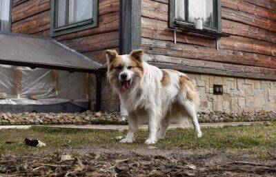 В Торжке у домашней собаки обнаружили бешенство - afanasy.biz - Тверская обл.