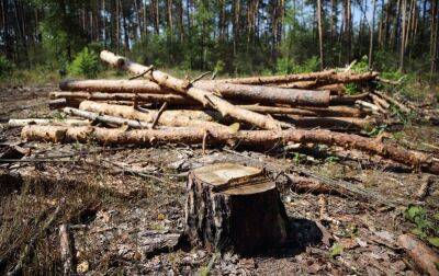Мешканці прифронтових областей вже отримують безкоштовні дрова: куди подавати заявку - rbc.ua - Украина - Україна - місто Херсон