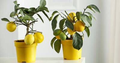 Как вырастить лимон на подоконнике: простой метод - focus.ua - Украина