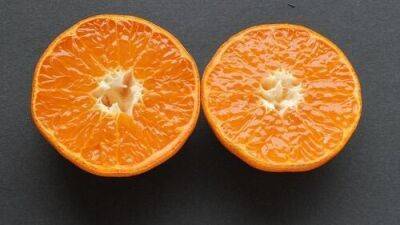 Чем отличается клементин от мандарина: в Израиле наконец объяснили разницу - vesty.co.il - Китай - Израиль - Алжир