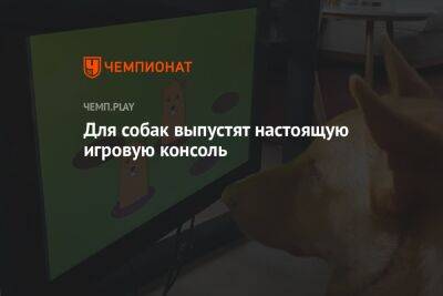 Для собак выпустят настоящую игровую консоль - championat.com