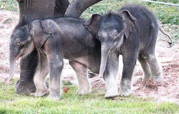 В зоопарке Нью-Йорка на свет появились невероятно редкие слоны-близнецы - charter97.org - Белоруссия - Нью-Йорк - Мали