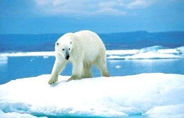 Ученые рассказали, почему белые медведи не скользят на льду - charter97.org - Белоруссия