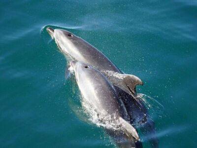 Михаил Развожаев - В Севастополе владелец дельфинария выбросил в море четырех дельфинов - smartmoney.one - Севастополь