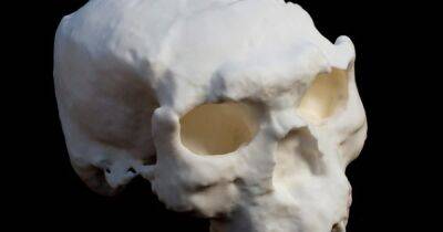 "Удивительное открытие". В Китае обнаружили череп возрастом свыше миллиона лет - focus.ua - Китай - Украина - Париж