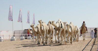 Забудьте про футбол. В Катаре проходит конкурс красоты среди верблюдов - focus.ua - Украина - Саудовская Аравия - Катар