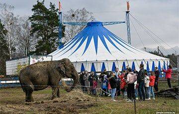 «Нечем кормить слона»: итальянские циркачи застряли под Слуцком - charter97.org - Италия - Белоруссия - Минск - Гомель - район Слуцкий