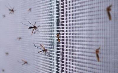 Кипр активизирует борьбу с комарами - vkcyprus.com - Кипр