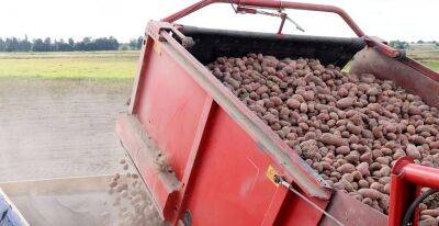 В Беларуси завершается уборка картофеля - grodnonews.by - Белоруссия