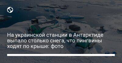 На украинской станции в Антарктиде выпало столько снега, что пингвины ходят по крыше: фото - liga.net - Украина - Антарктида