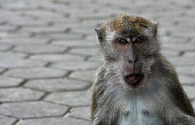В Индии обезьяна пристрастилась к алкоголю и начала грабить магазины со спиртным - koronavirus.center - Белоруссия - India - штат Уттар-Прадеш