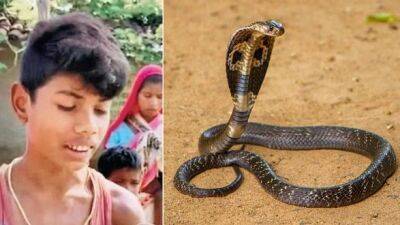 8-летний индийский мальчик загрыз змею насмерть с целью самообороны - unn.com.ua - Украина - Киев - Индия - India