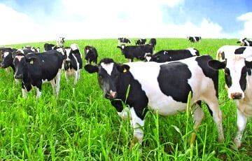 Бригадира сельхозпредприятия подозревают в краже 79 коров - charter97.org - Белоруссия - р-н Кировский - Мозырь - Бобруйск