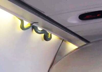 Видео: пассажиры обнаружили змею на борту самолета - vinegret.cz - Мексика - Чехия - Мехико