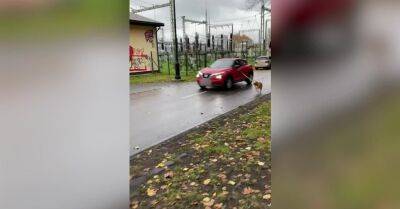 ВИДЕО. Хозяйка ехала в машине, заставляя рядом бежать собаку на поводке: PVD возбудила дело - rus.delfi.lv - Латвия
