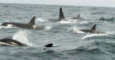 Уже вторая: киты-убийцы потопили лодку у побережья Португалии (фото) - focus.ua - Украина - Португалия