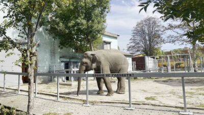 Николаевский зоопарк: спасти животных от войны - ru.euronews.com - Украина