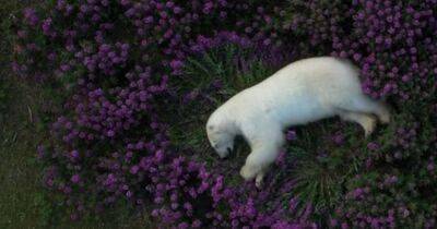Как принцесса из сказок. Грозный полярный медведь задремал в кровати из цветов (видео) - focus.ua - Украина - Канада - Canada - Арктика