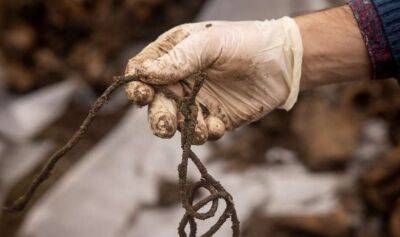 На Херсонщині виявили могилу з тілами людей зі зв'язаними руками та заклеєними очима - lenta.ua - Украина - New York - місто Херсон