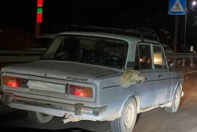 Приклеил к авто голову мертвой собаки. Правоохранители объяснили, что на самом деле произошло в Сырдарье - podrobno.uz - Узбекистан - Ташкент
