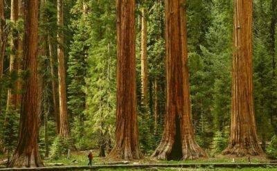 Арнольд Шварценеггер - Всё выше и выше: 10 деревьев-рекордсменов - fokus-vnimaniya.com - США