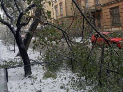 Во Львове в течение дня упало больше ста деревьев – горсовет - gordonua.com - Украина - Львов