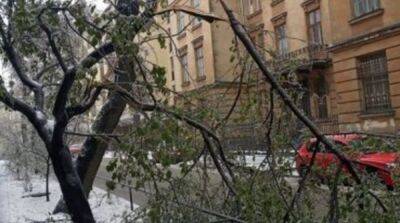 Во Львове из-за непогоды упали более сотни деревьев, повреждено 10 машин - горсовет - ru.slovoidilo.ua - Украина - Львов - Шевченковск