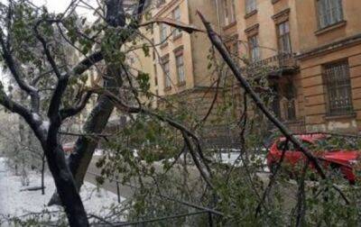 Непогода во Львове: боле сотни поваленных деревьев и 10 поврежденных авто - korrespondent.net - Украина - Львов - Шевченковск