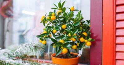 Как вырастить мандарины на подоконнике: подсказки для начинающих садоводов - focus.ua - Украина