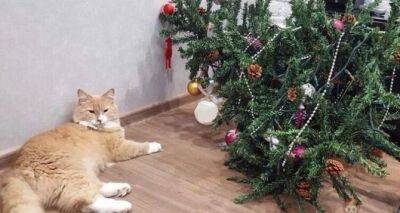 Как защитить новогоднюю елку от кота: 3 нехитрых способа - cxid.info