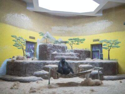 Виталий Кличко - В столичном зоопарке организовали пункт обогрева для гориллы Тони - gordonua.com - Украина - Херсон - Харьков