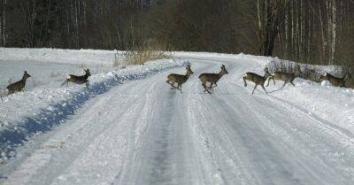 Ведется сбор подписей за ограничение охоты в Национальных парках Латвии - rus.delfi.lv - Латвия