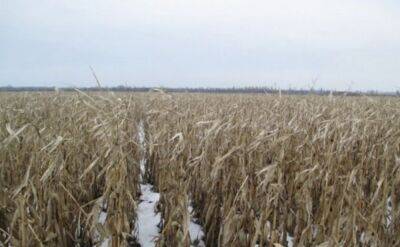 Украинский - Украинский урожай оказался под угрозой: "Влияет на весь мир" - politeka.net - США - Украина