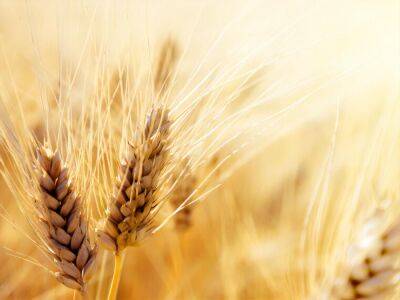 Экспорт пшеницы из оккупированного Крыма в Сирию вырос в 17 раз – СМИ - gordonua.com - Россия - Сирия - Украина - Крым - Бейрут - Севастополь - Reuters