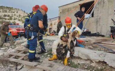 В Кало Хорио собаки спасены из скотомогильника - vkcyprus.com - Кипр