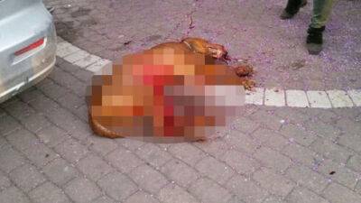Житель Пардес-Ханы пойдет под суд за жестокое убийство собаки - vesty.co.il - Израиль