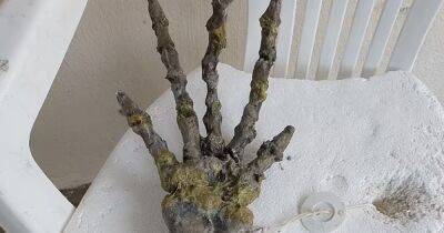 Инопланетянин или предок человека. Гигантскую кисть с пальцами нашли на пляже в Бразилии (видео) - focus.ua - Украина - Бразилия - Сантьяго